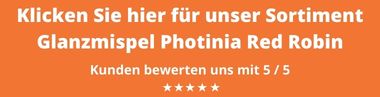Photinia Red Robin Kaufen